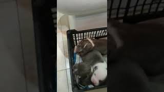 Americain bully a vendre