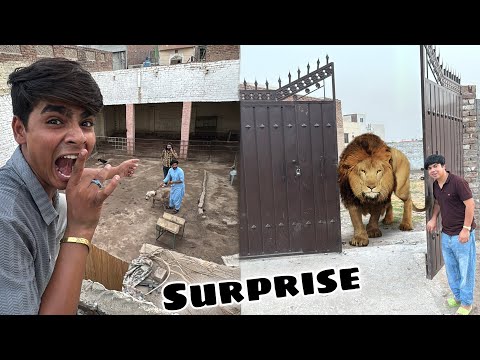 lion Rakhna Ka Lea New Zoo Ly Lea 😍 Subhan Ko Aik Mission Pr Bhaja 😮