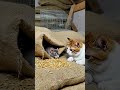 This Mouse Is A Bit Happy Orangetabby