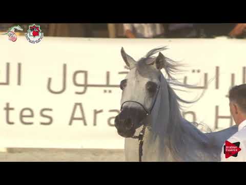 N 388 SINDAN MS   Emirates AHBC