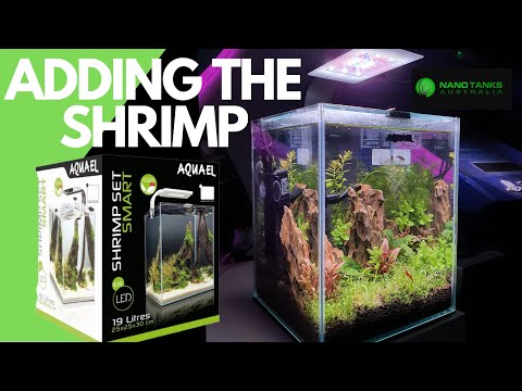 Adding Shrimp to the AquaEl Shrimp Set Smart