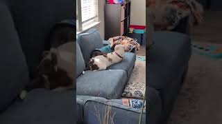 Video preview image #1 Beagle-Unknown Mix Puppy For Sale in Woodbury, NY, USA