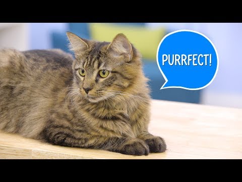 Instinct Raw Boost Cat Food