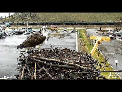 Louis 1st arrival of the day at Hellgate Osprey Nest, Missoula MT 2018 04 05 10 20 58 384