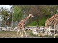 Detroit Zoo Welcomes 2 Year Old Giraffe