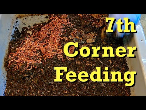 7th corner feeding in two oldest red wiggler worm bins - vermicomposting