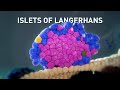 Embryonic Development of the Islets of Langerhans | Science Animation | Medical Animation