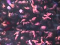 ONYX Watch Slam Music Video And Give Commentary By Sticky Fingaz And Fredro Starr