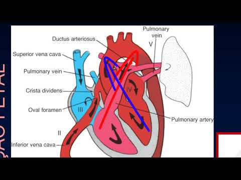 Adaptação da circulação fetal às principais cardiopatias congênitas