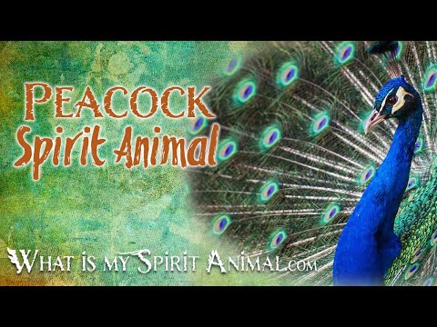 Peacock Spirit Animal | Peacock Totem, Power Animal | Peacock Symbolism & Meanings