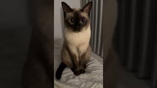 暹羅貓：貓中貴族的優雅與魅力#shorts #short