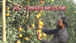 সাদকি কমলা