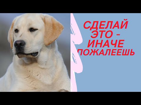 Как выбрать свою ПЕРВУЮ собаку? ТОП 5 проблем при покупке собаки!
