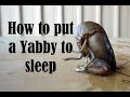 How to put a yabby or crawfish to sleep