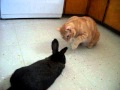 Cat meeting a bunny 