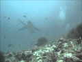 Picture taken during the dive