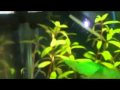 Aquarium Co2 Injection