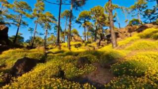 Sampa The Great - Blue Boss