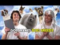 Compilation God Makes Dog Breeds