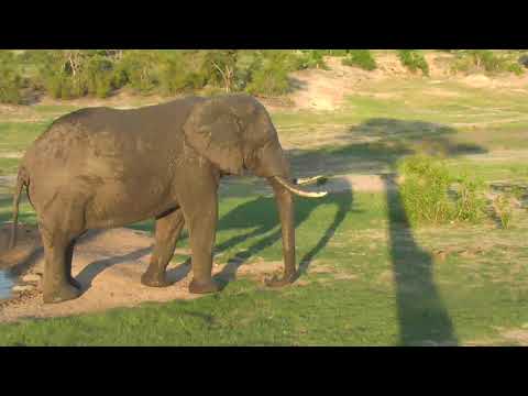Djuma: Lone Elephant bull following not far behind small breeding herd - 17:50 - 12/25/18