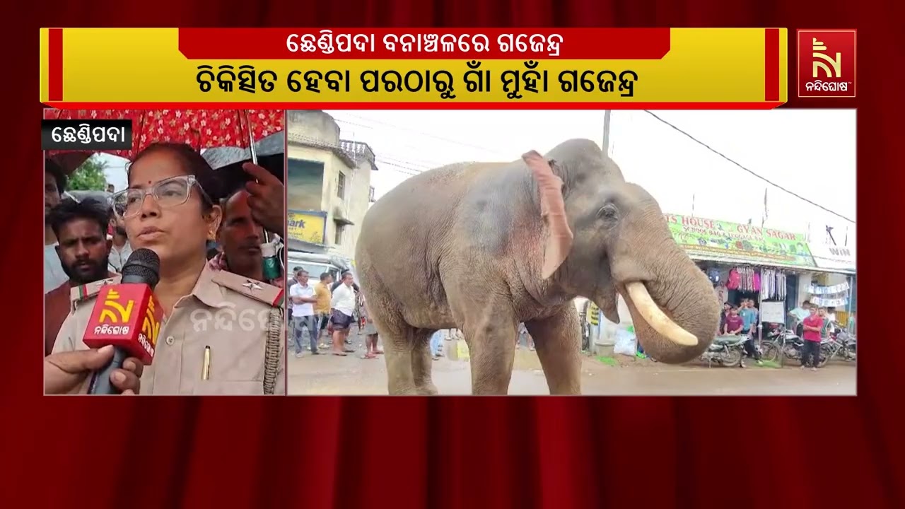 ଅନୁଗୋଳ ଜିଲ୍ଲା ଛେଣ୍ଡିପଦା ବନାଞ୍ଚଳର ବାଗଡିଆ ବଜାରରେ ବୁଲ?