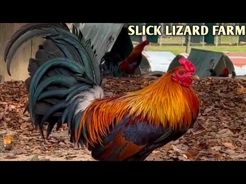 Sweater Kelso Yellow leg hatch - SLICK LIZARD FARM