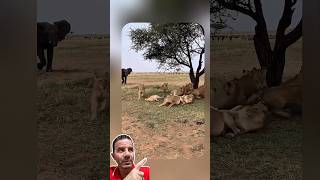 Elefante Chega e Espanta Alcateia de Leões! 😱🦁🐘