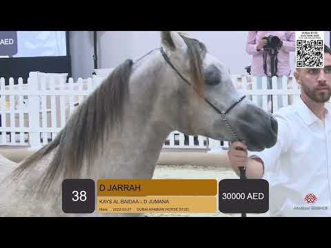 Dubai Stud Auction 2023   Class    Part 2