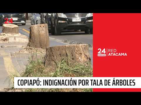 Indignación por tala de árboles en el centro de Copiapó | 24 Horas TVN Red Atacama