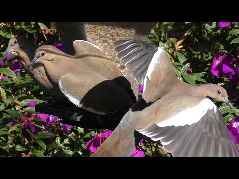 Dove Feeder Cam FYV