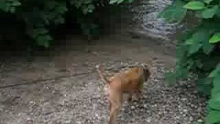 Evan Hanahoe Irish Terrier at Rockerfeller Park