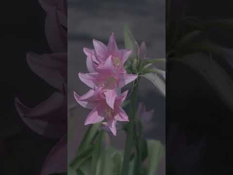 本物のアマリリス、ベラドンナリリー 植物