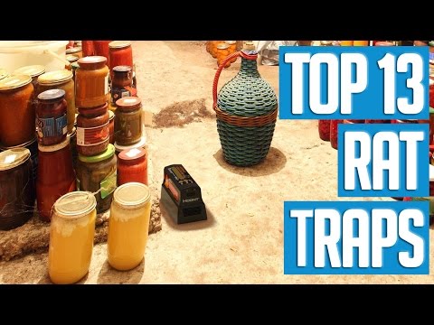 13 Best Rat Traps 2017