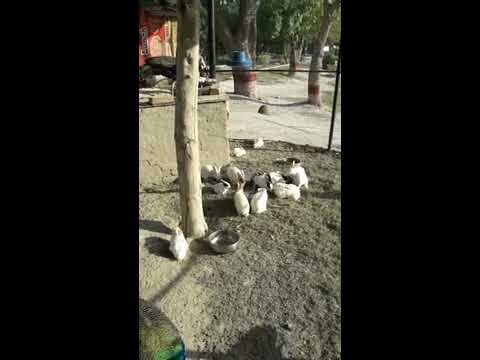 The Burrowers: Animals Underground -  Rabbits  | Natural History||Zone Bwp |