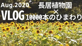 【VLOG】約10000本のひまわり！長居植物園のひまわりウィークに行ってきました【長居公園】