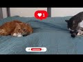 Our Rescue Cats Claimed The Best Spots But Wait Till You See Vasya