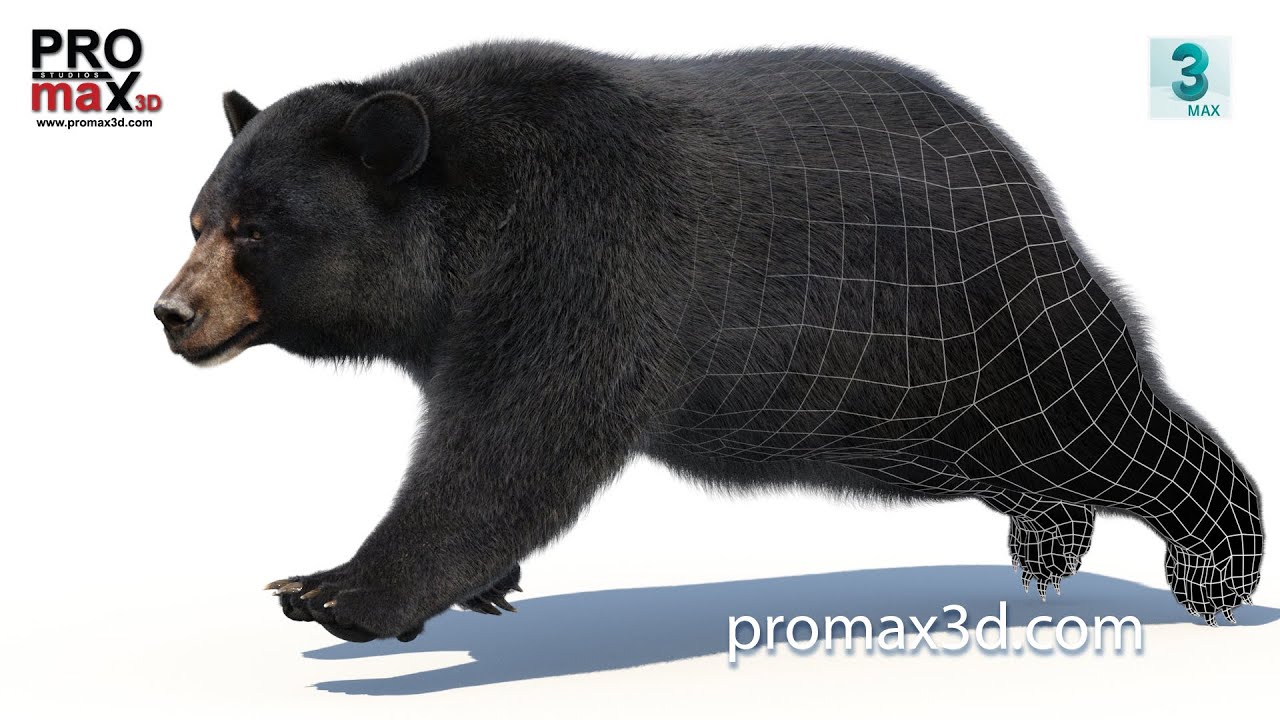 Animated Black Bear Fur 3D Model