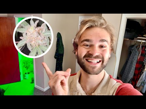 I Tried Growing Weed in my Closet [Beginner Budget Indoor Grow]