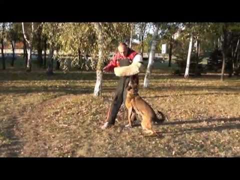 Nikolay Vasilev and Santosh ot Tangrach ,handler Rumyana Kaneva