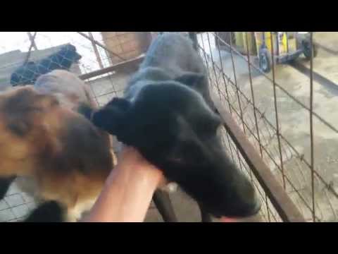 Afra - Hope for Animals, Gherla