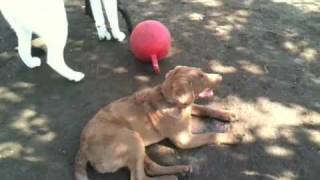 Indy Guy - 1st Time at Doggy Park - Runnin&#39; with the Big Dogs
