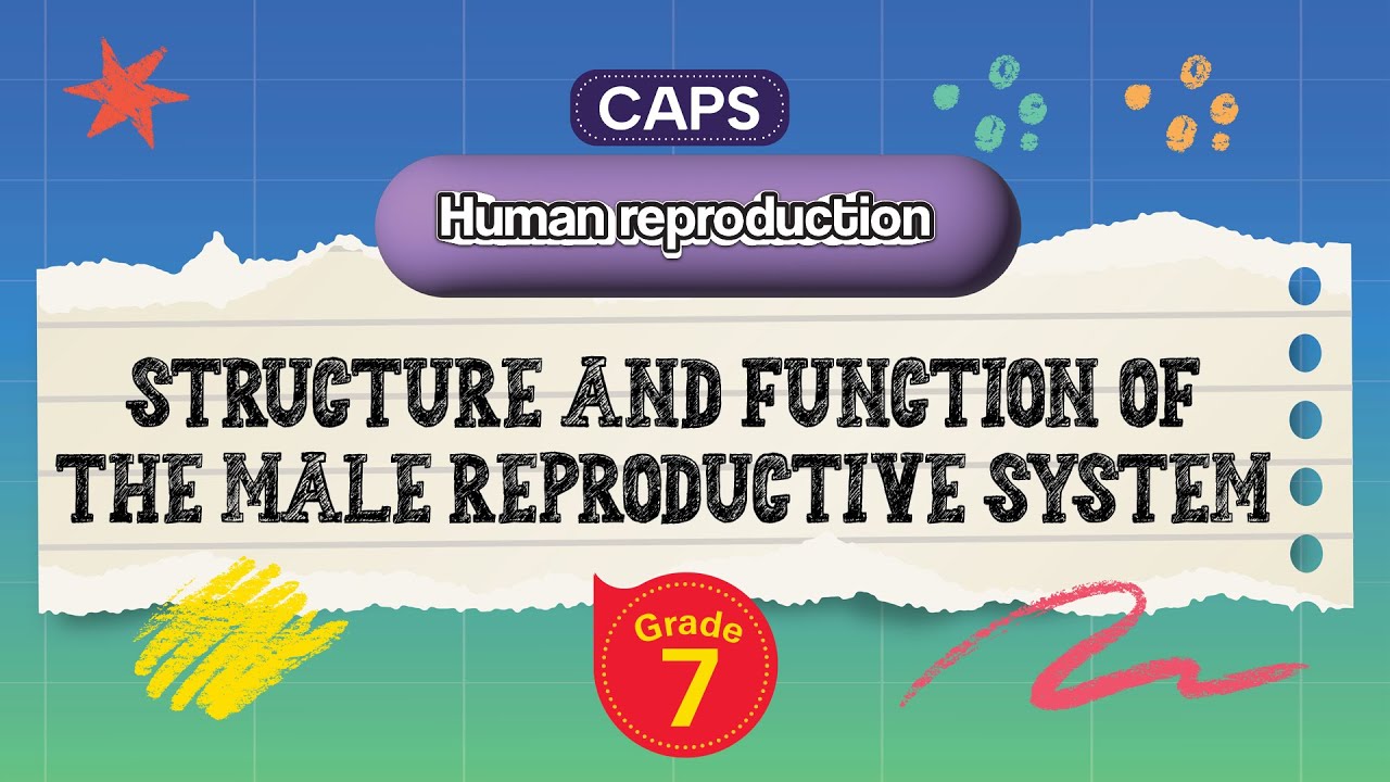 [GRADE 7] Structure and Function of the Male Reproductive System