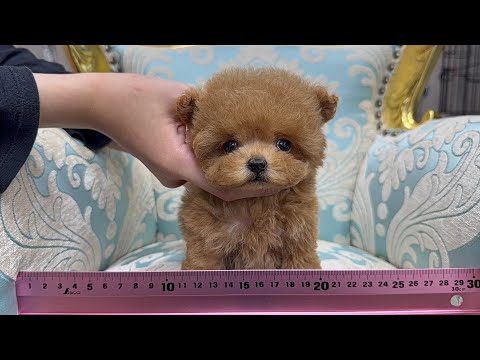 YouTube動画のサムネイル