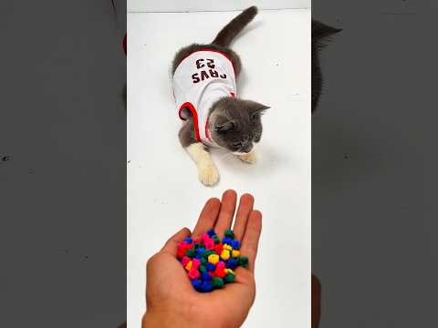 Funny Cat Tom 🌈 Beads 🪀 Reverse Video #reversevideo #funny #marblerunandmore #cat #asmr