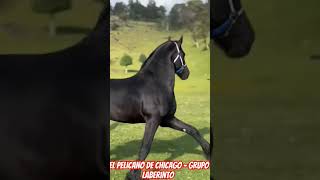 el pelícano de Chicago - Grupo laberinto