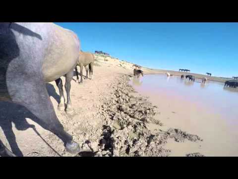 Wild Horse GOPRO