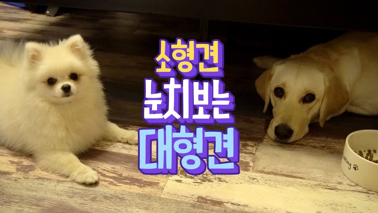 소형견 눈치보는 대형견 🐶 사료 빌런 소녀와 용맹한 행성이 ㅋㅋㅋㅋ