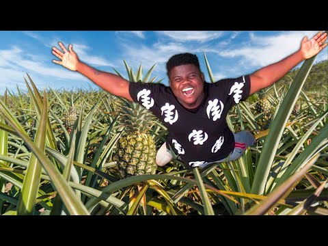 Inside The Biggest Pineapple Farm In Ghana ????????
