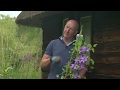 How To Plant A Clematis