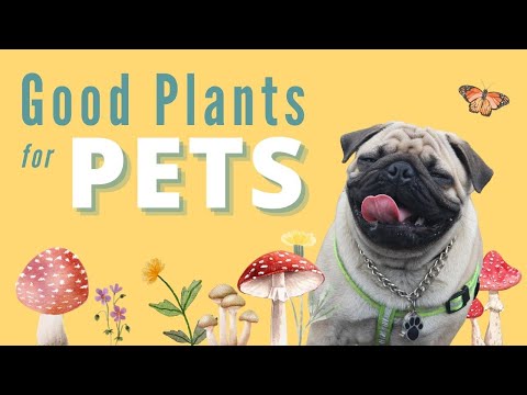 Most Effective Herbal Medicines for Natural Pet Care